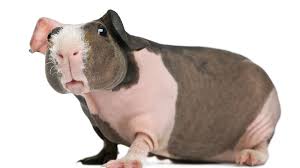Check spelling or type a new query. Hairless Guinea Pigs Are A New Pet Craze