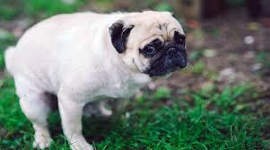 Are There White Specks In Your Dog S Poop Warning