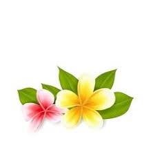 Paling Populer 15 Gambar Bunga Kamboja Png Plumeria Frangipani Vector Images Over 1 700 Abahodon362 Tokobungaonlinedisukabum Menggambar Bunga Clip Art Bunga