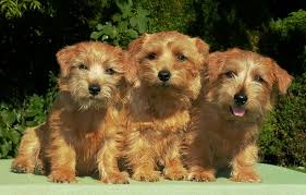 One of the smallest terriers, these dogs are generally healthy, but are relatively rare. Buying A Norfolk Terrier Puppy The Norfolk Terrier Club Of Great Britain