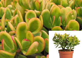 Image result for Crassula zombensis