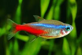 This is the most obvious sign. How To Tell If A Neon Tetra Is Going To Lay Eggs