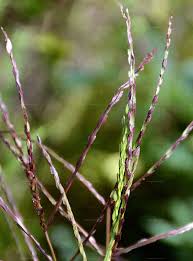 Image result for Digitaria setifolia