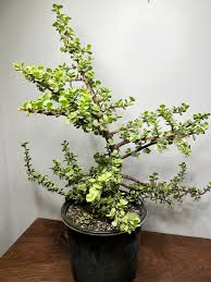 Image result for Portulacaria