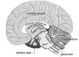The cerebrum, the largest part of the human brain, is associated with higher order functioning, including the control of voluntary behavior. Mind Mapping Next Cc