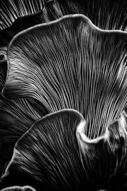 Fungus Patterns In Nature Abstract Photography Nature Art