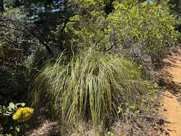Image result for Rytidosperma davyi