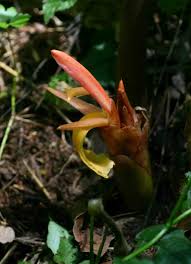 Image result for Aframomum angustifolium