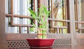 Larger, more intricate designs result in some lucky bamboo plants costing hundreds and hundreds of dollars. Vastu Tips For Keeping Bamboo Plant At Home Housing News
