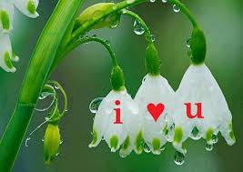 Love Wallpaper Hd Full Size Http Www 4gwallpapers Com Wp Content Uploads 2017 01 Love Wallpaper Hd Full Beautiful Flowers No Rain No Flowers Love Flowers