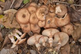 Image result for Bulbostylis hensii