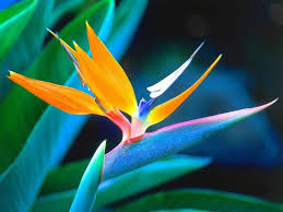 Bird Of Paradise Flower Meaning Romantic Flowers Bird Of Paradise Flowers And Meanings Birds Of Paradise Plant Paradise Flowers Birds Of Paradise Flower