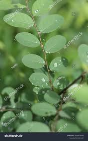 Image result for Phyllanthus tenellus