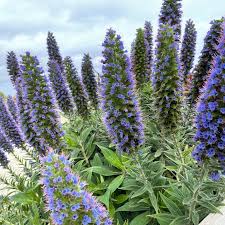 Image result for Echium