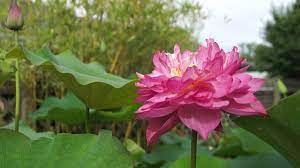 Maybe you would like to learn more about one of these? Thousand Petal Lotus 2nd Day Of Bloom 06 09 2014 Youtube