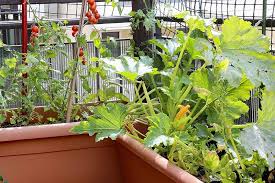 Water and keep ground moist until plants begin to germinate. How To Grow Zucchini In Containers Gardener S Path