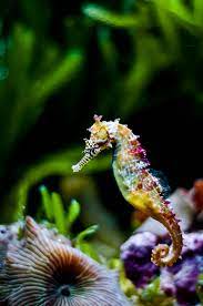 Pin On Seahorses