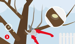 Wer seine obstbäume regelmäßig mit einem obstbaumschnitt versieht, kann sich über eine ertragreichere ernte und gesunde bäume freuen. Obstbaume Schneiden Einfach Gemacht Hagebau De