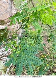 Image result for Guilandina bonduc