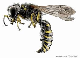 Black And White Wasp With Long Stinger Items Similar To Wasp Limited Edition Print Ink Pen And Mixed Media 2016 Also Available In Black And White Ink Only Version On Etsy Wasp Tattoo Wasp Ink