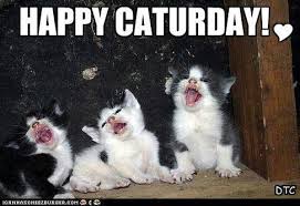 Easily add text to images or memes. Caturday Cafe 7 11 2020 Book Lover S Day The Daily Kitten