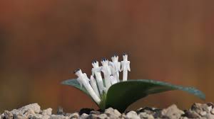 Image result for Hesperantha longicollis