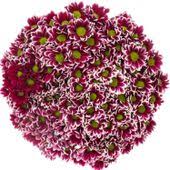 Chrys.Deko lila Saba (Deko Chrysanthemen)