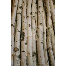 Birch Branches For Sale Near Me Arts Crafts Sewing Birch Branches Birch Potted Trees