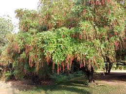 Image result for Barringtonia asiatica