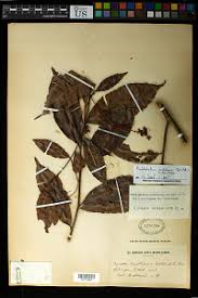 Image result for Rhabdophyllum arnoldianum