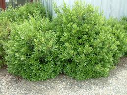 Image result for Myrica salicifolia