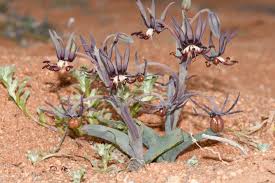 Image result for Ornithoglossum
