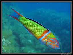 Girelle Paon Thalassoma Pavo Beautiful Fish Sea Fish Rainbow Fish