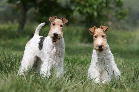 Find the perfect wire haired terriers stock photos and editorial news pictures from getty images. Wire Fox Terrier Dog Breed Information