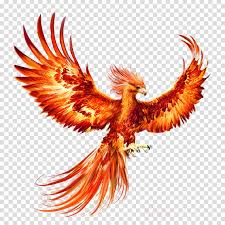 'sindo' hides harris from view. Harry Potter Drawing Phoenix Novocom Top