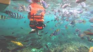 We love big island snorkeling, and have explored it extensively. Scuba Snorkeling Pulau Tioman Destimap Destinations On Map