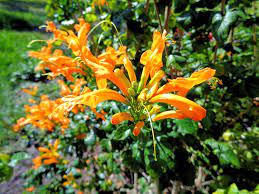 Maybe you would like to learn more about one of these? University Of Florida Ifas Charlotte County Extension When Is A Honeysuckle Not A Honeysuckle
