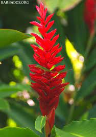 Ginger Lily At Andromeda Gardens Barbados Tropical Flowers Tropical Garden Botanical Gardens