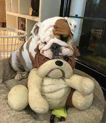Bulldog With Bulldog Toy With Images Bulldog Breeds Cute Baby Animals Bulldog Puppies