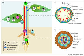 But i want to use things like solar. Long Distance Transport Of Phytohormones Through The Plant Vascular System Sciencedirect