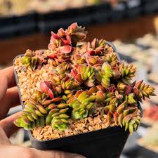 Image result for Crassula granvikii
