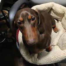 Is Your Dachshund Driving You Crazy Make Massive Change To Your Dachshund S Behaviour In Just 1 Day Dachs Dachshund Puppy Miniature Dachshund Mom Dachshund