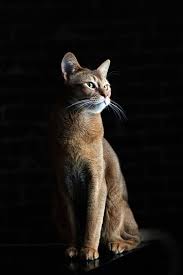 onlajn psiholog domashnih pitomcev animal psychology https www facebook com animal psychology psiholog onlajn psihologiya lichnogo p zhivotnye koshki kot