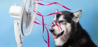 See full list on animalplanet.com Real Life Hot Dogs Normal Dog Body Temperature Dog Tag Art