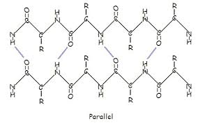 Polypeptide is a kind of compound that consists of amino acid through peptide bond. Protein Composition And Structure Biology Libretexts