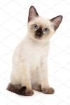 Siamese Kittens For Sale In Massachusetts