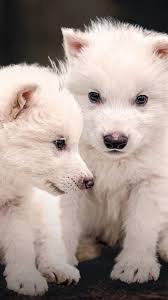 Meet the dire wolf puppies: Remus, Romulus, and Khaleesi- 8 pics