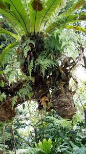 Maybe you would like to learn more about one of these? Kuala Lumpur Orchideengarten Taman Orkid Kuala Lumpur Reisen Reisebericht