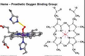 Chapter 5 5 1 Myoglobin And Hemoglobin Oxygen Binding Proteins Flashcards Quizlet In 2021 Oxygen Chapter Flashcards