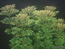 Image result for Limnophila crassifolia